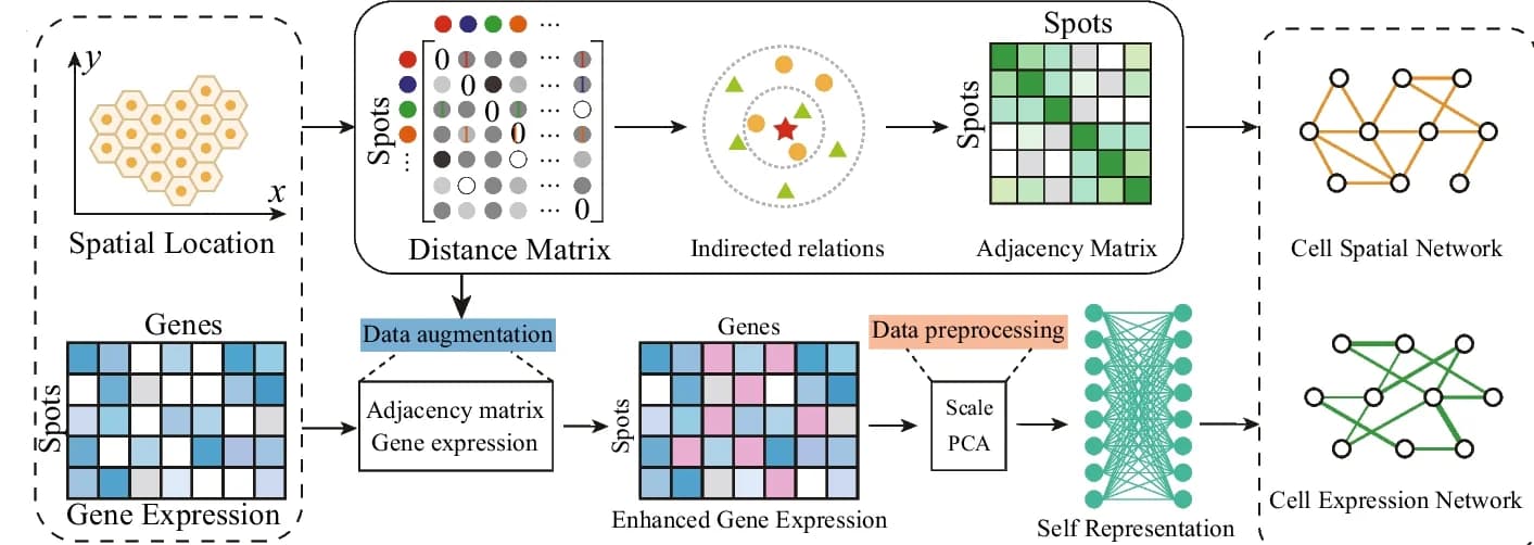 Open access visualization of Workflow, Heatmap, Network, Cell Spatial Network, Expression Network