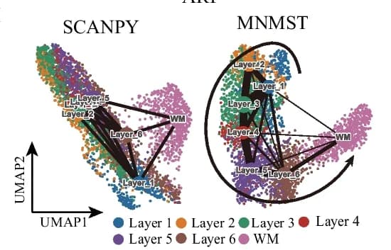 Open access visualization of UMAP, Network, Scatter Plot, UMAP Visualization, PAGA Graphs