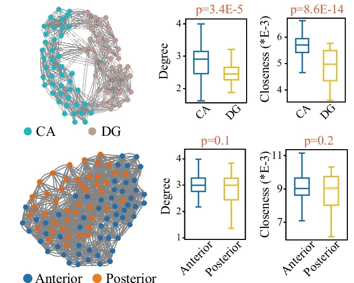 Open access visualization of Network, Box Plot, Topological Structure, Cells, Cornu Ammonis