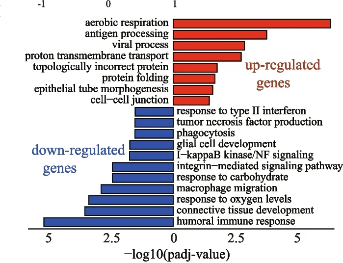 Open access visualization of Bar Plot, Gene Ontology Enrichment Analysis, Differentially Expressed Genes, Upregulated Genes, Downregulated Genes
