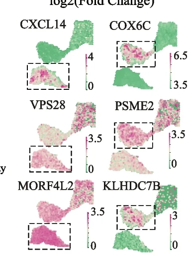 Open access visualization of Scatter Plot, Spatial Distribution, Differentially Expressed Genes