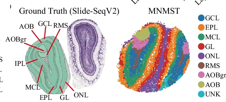 Open access visualization of Scatter Plot, Photo, Microscopy, Spatial Transcriptomics Data, Slide-SeqV2 Platform