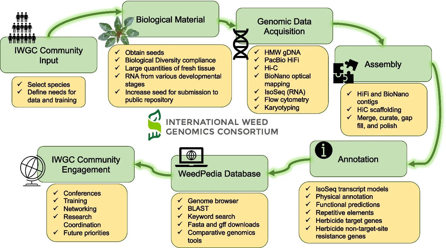 Open access visualization of Workflow, Flowchart, Weed Genomics, Genome Sequencing, Genome Annotation