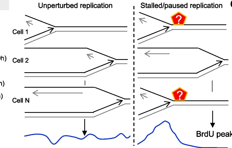 Open access visualization of Workflow, Line Plot, Replication Fork Stalling, BrdU-Seq, DNA Replication