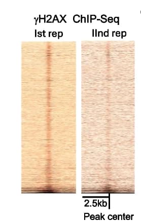 Open access visualization of Heatmap, Heatmap Analysis, H2AX-Seq, BrdU Peaks