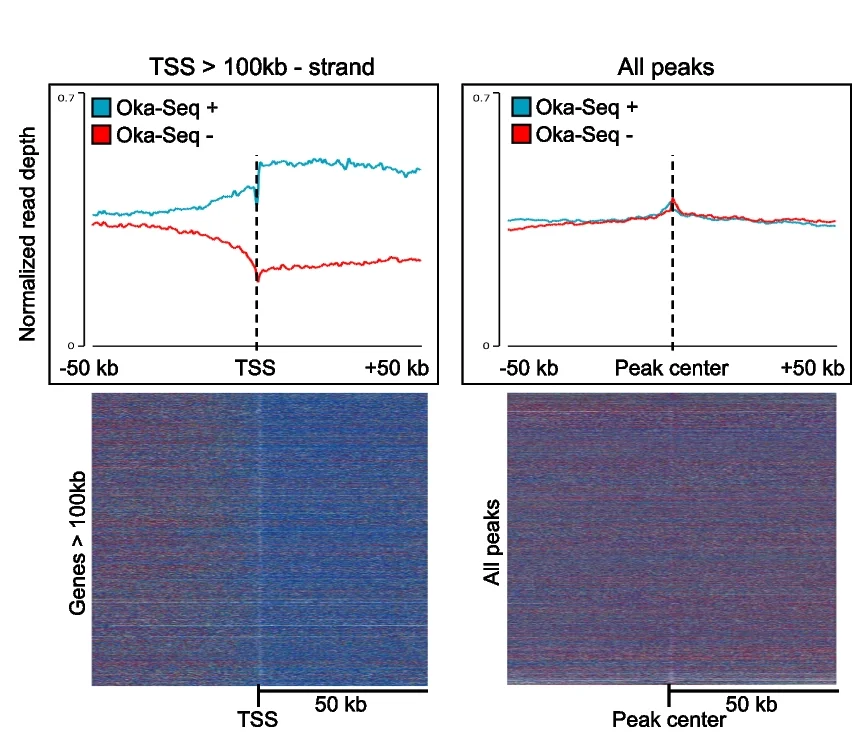 Open access visualization of Line Plot, Heatmap, Metagene Profile, Heatmap Analysis, Oka-Seq