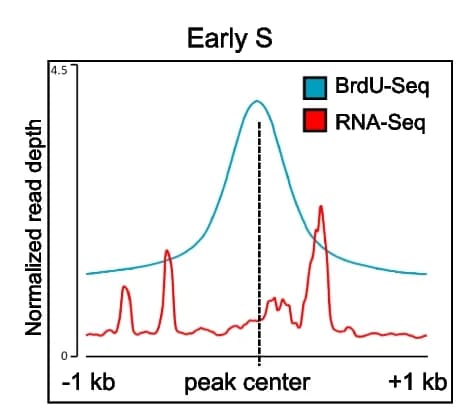 Open access visualization of Line Plot, Density Plot, BrdU-Seq, Chr-RNA-Seq, Metagene Profile
