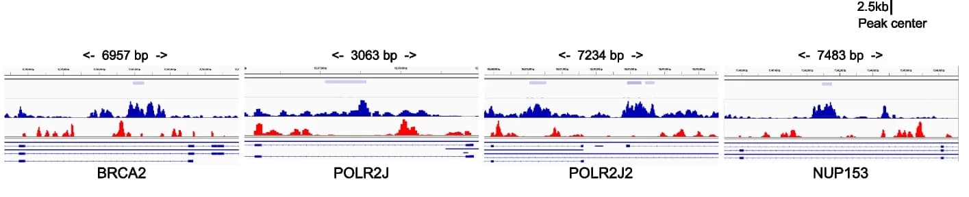 Open access visualization of Line Plot, Density Plot, BrdU-Seq, Chr-RNA-Seq, DNA Replication