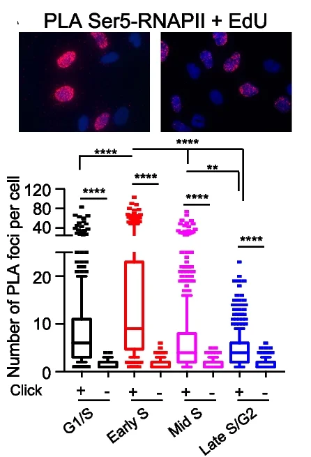 Open access visualization of Box Plot, Scatter Plot, Proximity Ligation Assay, DAPI Staining, Nuclei