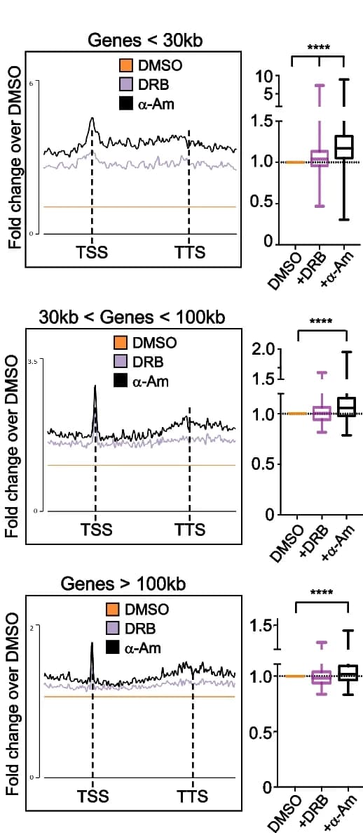 Open access visualization of Line Plot, Box Plot, Metagene Profiles, BrdU-Seq, TSS