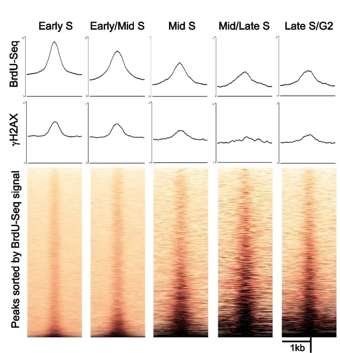 Open access visualization of Heatmap, Line Plot, Metagene Profile, Heatmap Analysis, γH2AX
