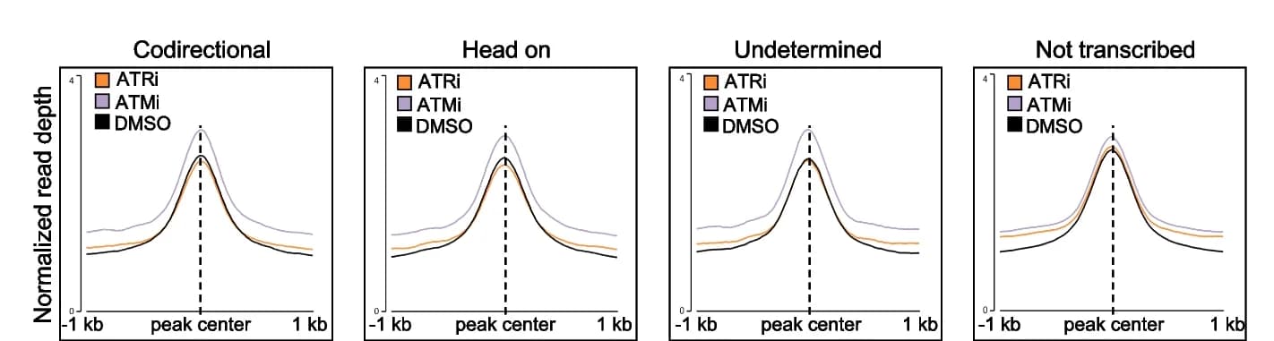 Open access visualization of Line Plot, Density Plot, Metagene Profile, BrdU Levels, Input DNA