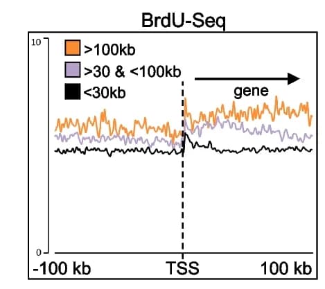 Open access visualization of Line Plot, BrdU-Seq, DNA Replication, Transcribed Genes, Gene Length