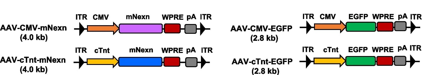 Open access visualization of Workflow, AAV Constructs, CMV Promoter, cTnt Promoter, Murine Nexilin