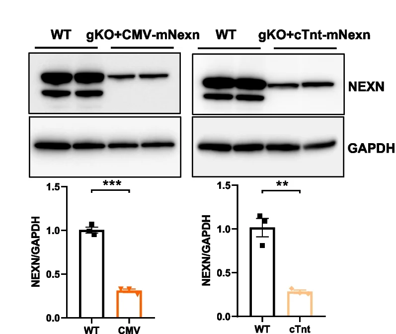 Open access visualization of Bar Plot, Error Bars, Photo, Gel, Nexilin