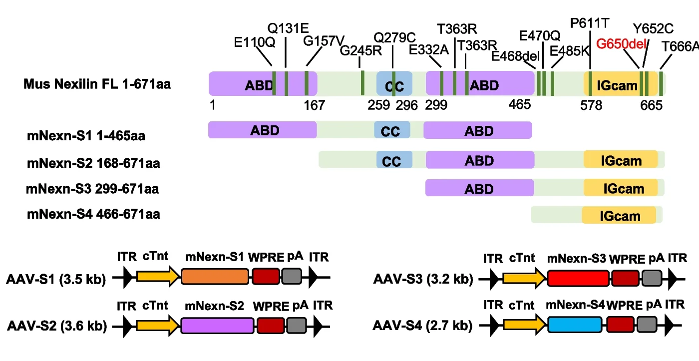 Open access visualization of Illustration, Workflow, Nexilin, Expression Constructs, Amino Acids