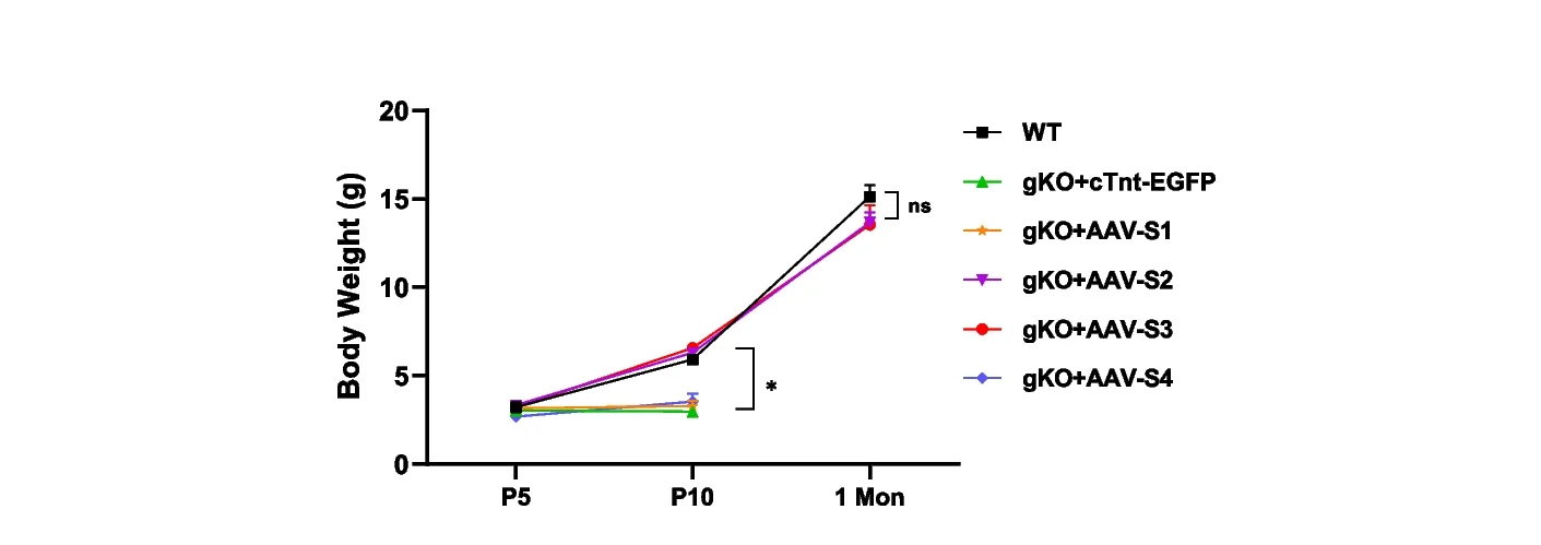 Open access visualization of Line Plot, Error Bars, Body Weight, Wild Type Mice, gKO Mice