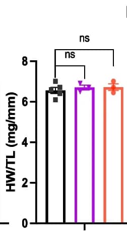 Open access visualization of Bar Plot, Error Bars, Echocardiographic Measurements, Wild Type Mice, gKO Mice