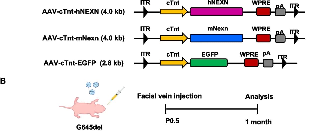 Open access visualization of Workflow, Illustration, AAV Vector, Gene Expression, Promoter