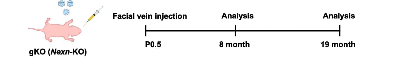 Open access visualization of Workflow, Illustration, In Vivo Experiments, AAV, Facial Vein Injections