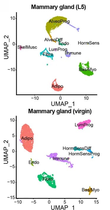 Open access visualization of UMAP, Scatter Plot, Cell Clusters, L5, Virgin Mammary Gland Datasets