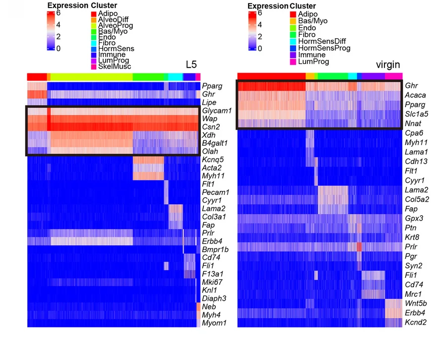 Open access visualization of Heatmap, Clustered, Marker Genes, L5, Virgin Mammary Gland Datasets