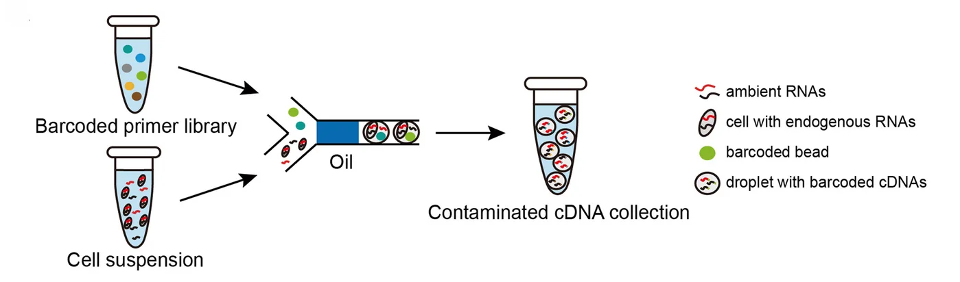 Open access visualization of Workflow, Illustration, scRNA-seq, snRNA-seq, Ambient RNAs