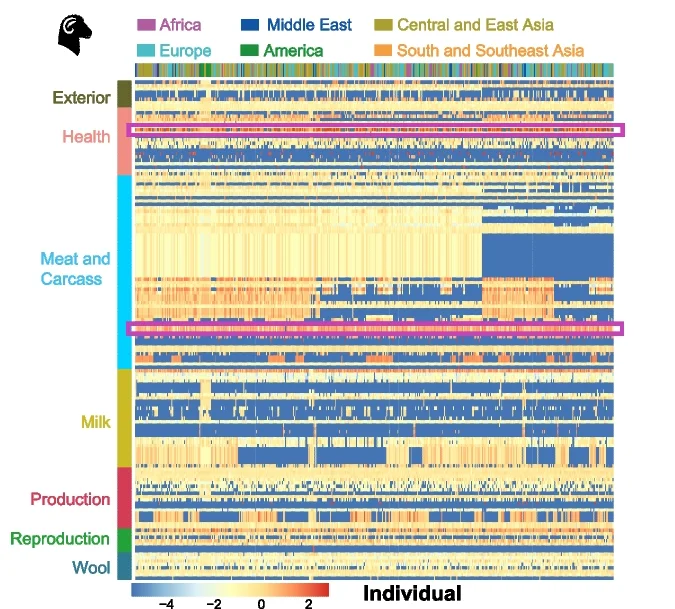 Open access visualization of Heatmap, Enrichment, SVs, QTLs, Sheep