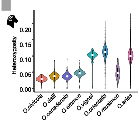 Open access visualization of Violin Plot, Heterozygosity Ratio, SV Sites, Sheep, Ovis