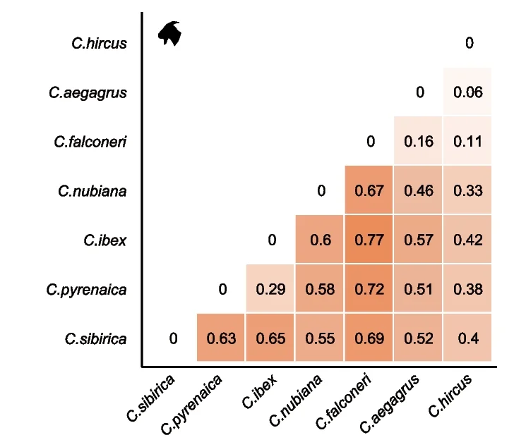 Open access visualization of Heatmap, Pairwise F ST Values, Goat, Capra