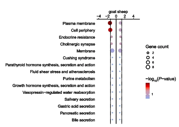 Open access visualization of Scatter Plot, Bubble Plot, Enriched Pathways, GO Terms, Sheep