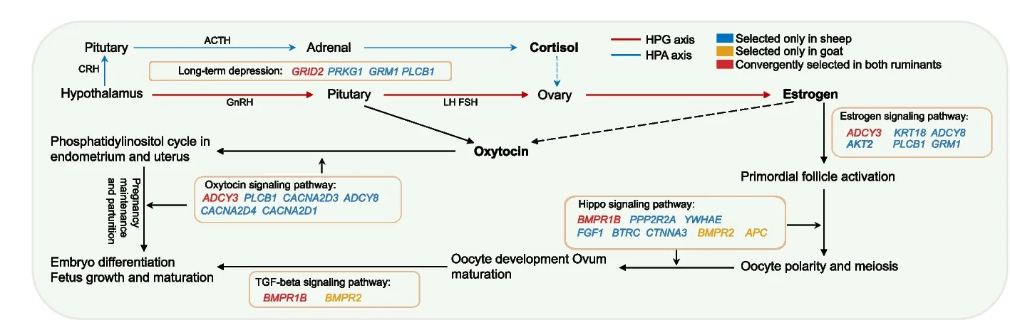 Open access visualization of Workflow, Molecular Representation, Convergent Pathways, Genes, Female Reproduction