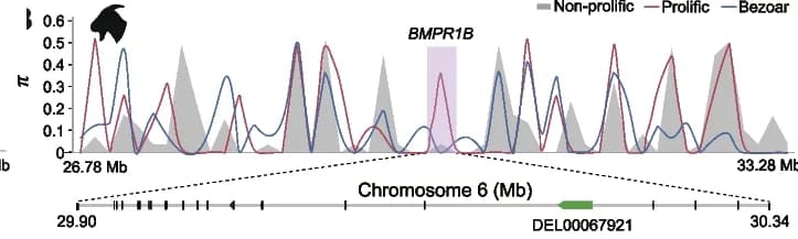 Open access visualization of Line Plot, Density Plot, Nucleotide Diversity, BMPR1B Locus, Goats