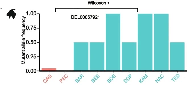 Open access visualization of Bar Plot, Mutant Allele Frequency, DEL00067921 Deletion, BMPR1B Gene, Goat Populations