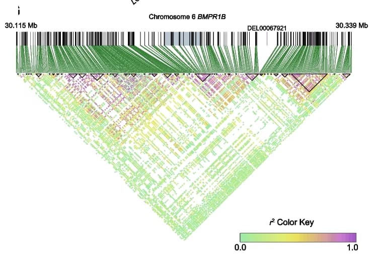 Open access visualization of Scatter Plot, Manhattan Plot, Heatmap, Linkage Disequilibrium, Haplotype Block Analysis