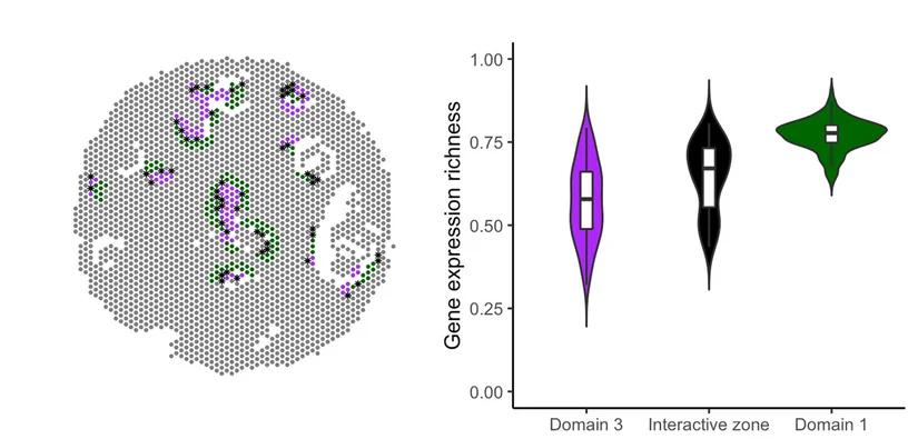 Open access visualization of Violin Plot, Interactive Zones, Black Asterisk Spots, Tumor Domain, Gene Expression