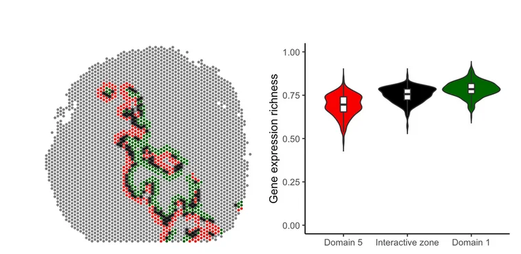 Open access visualization of Violin Plot, Interactive Zones, Black Asterisk Spots, Tumor Domain, Gene Expression Richness