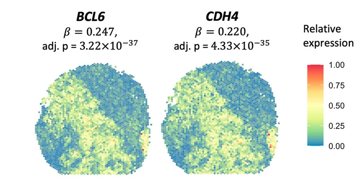 Open access visualization of Heatmap, Spatial Expression Patterns, spaDEGs, BCL6, CHD4