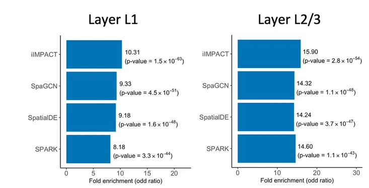 Open access visualization of Bar Plot, Gene Enrichment Analysis, iIMPACT, SpaGCN, SpatialDE