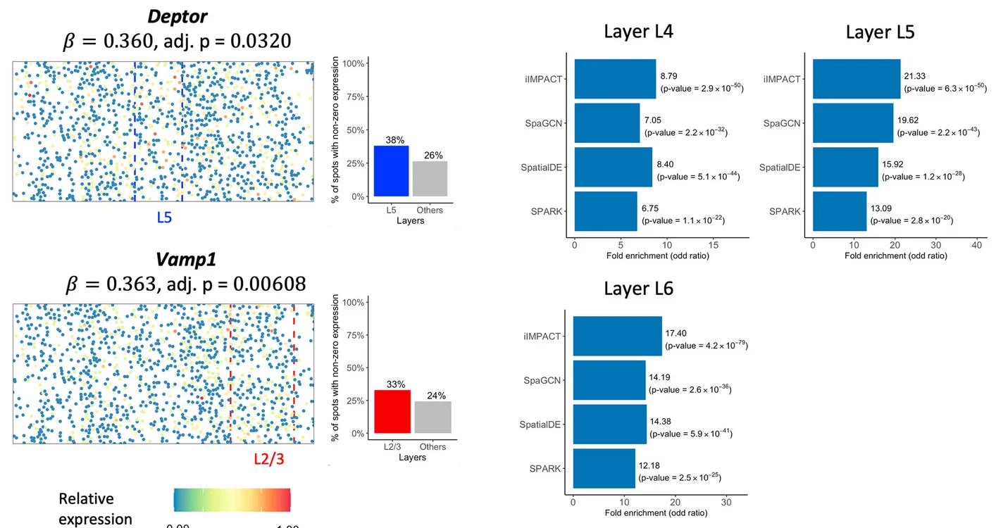 Open access visualization of Scatter Plot, Bar Plot, Spatial Expression Patterns, Barplots, spaDEGs