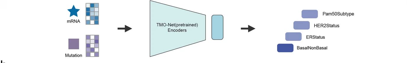 Open access visualization of Workflow, Flowchart, Illustration, TMO-Net Model, Breast Cancer Subtypes