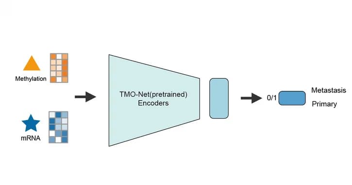 Open access visualization of Workflow, Flowchart, TMO-Net model, Primary Cancer Samples, Metastatic Cancer Samples