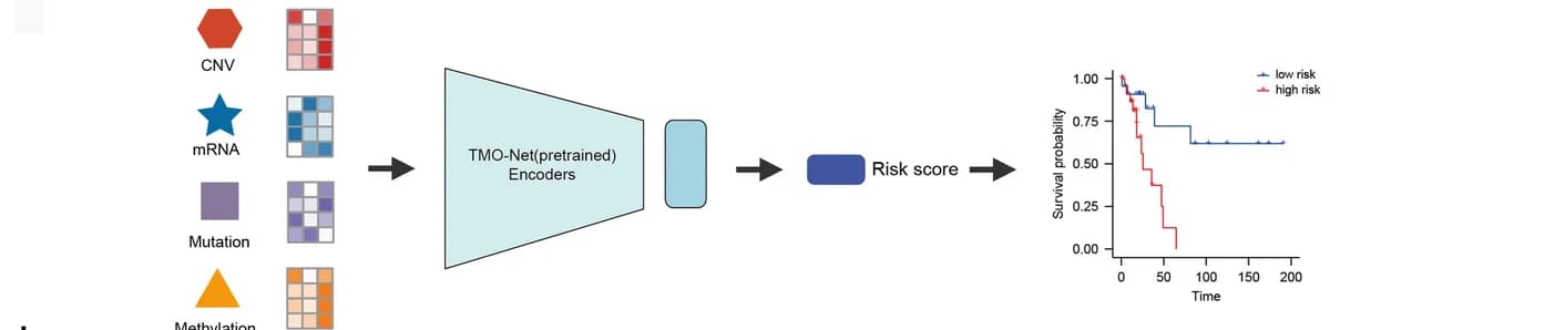 Open access visualization of Survival Curve, Workflow, TMO-Net Model, Multi-omics, Risk Score