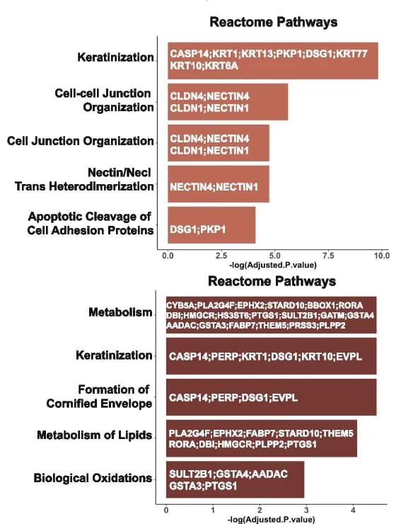 Open access visualization of Bar Plot, Reactome Pathway Enrichment Analysis, Upregulated Genes, Transition KC, Basal Cells