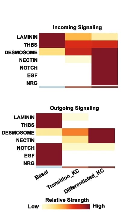 Open access visualization of Heatmap, Relative Incoming Signaling Strengths, Outgoing Signaling Strengths, CellChat, Basal Cell