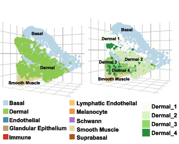 Open access visualization of 3D Plot, Scatter Plot, Spatial Neighborhood Analysis, Skin Dermal Cells, Dermal Neighborhoods