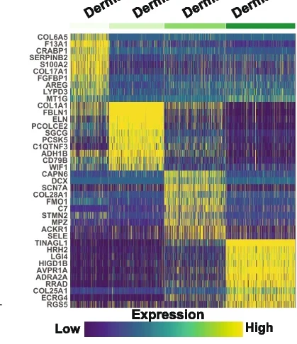 Open access visualization of Heatmap, Differentially Expressed Genes, Dermal Neighborhoods, SMN Expression Profile