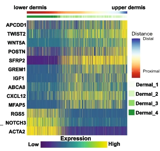 Open access visualization of Heatmap, Expression Heatmap, Spatially Dynamic Genes, Human Dermal Cells, Smooth Muscle Cells