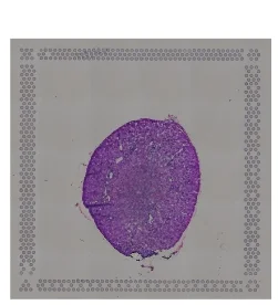 Open access visualization of Microscopy, H&E Image, Mouse Kidney, Coronal Section