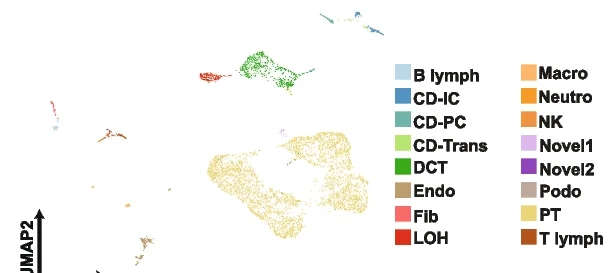 Open access visualization of UMAP, Scatter Plot, UMAP Plot, Mouse Kidney, scRNA-seq Data
